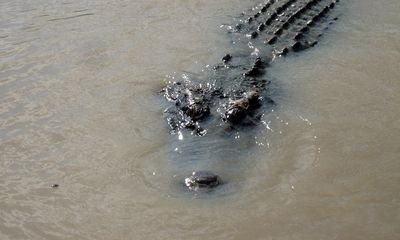 Crocodile attack leaves man injured, sends other swimmers fleeing