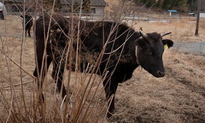 Australian trial of seaweed cow feed fails to achieve hoped-for methane cuts