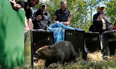 ‘They were chilled’: bated breath as beavers released in Northumberland