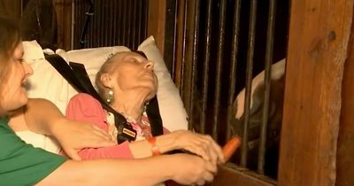 Woman gets dying wish granted to reunite with pet horse while in hospice care
