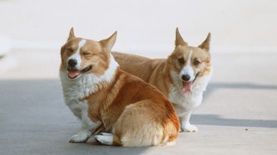 The sweet way Queen Elizabeth's corgis stay connected to her on 'special walk of reflection'