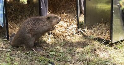 Beavers re-introduced to Northumberland for first time in 400 years