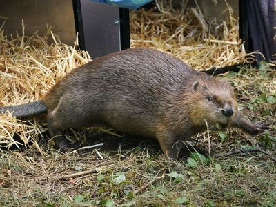 Beavers released by National Trust to regenerate land ravaged by climate change