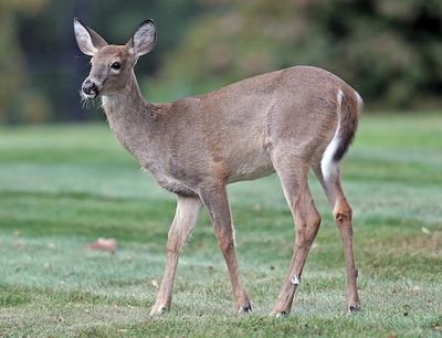 Humans Gave Deer Covid-19 — And It Could Seriously Backfire
