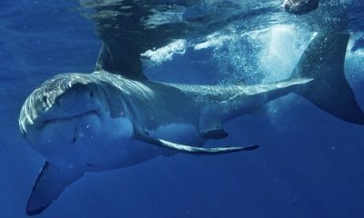 Great white shark, Tough Guy, ‘lurking’ at Mavericks surf spot