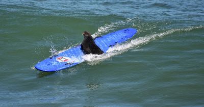 Warning to beachgoers as aggressive sea otters steal surf boards to float on