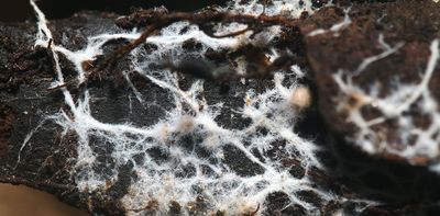 Fungi could be the next frontier in fire safety