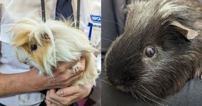 Two guinea pigs left for dead outside Woodthorpe church