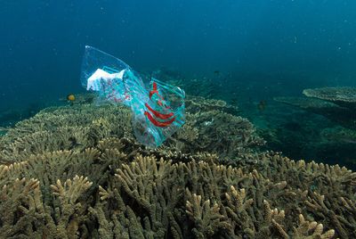 Plastic is suffocating coral reefs — and it's not just bottles and bags