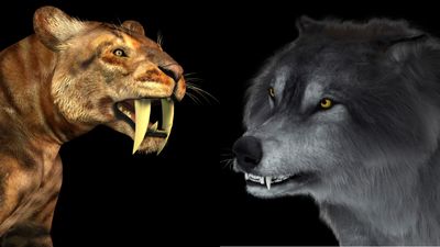 Dire wolves and saber-toothed cats may have gotten arthritis as they inbred themselves to extinction