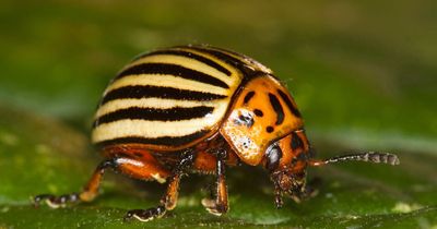 Warning as highly invasive beetle found in UK for first time in 46 years