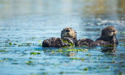 An ‘aggressive’ sea otter is snatching surfers’ boards. Experts are puzzled