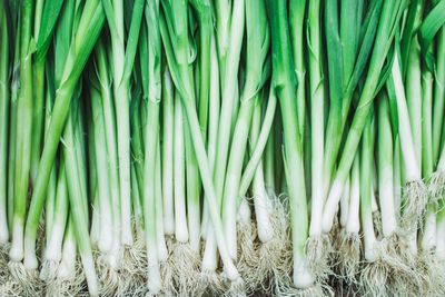 Lots of shallots: why do spring onions come in such big bunches – and how can I use them all?