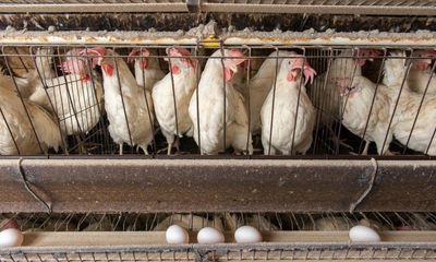 NSW criticised after refusing to join rest of Australia in phasing out caged eggs by 2036