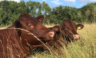 Country diary: Summer jobs on the farm are becoming autumn jobs