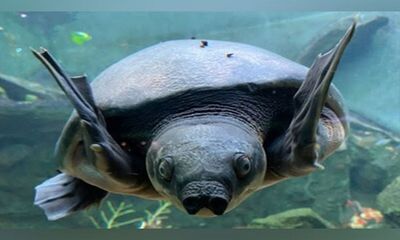 "Bali Safari Park: Preserving the Majestic Pig-nosed Turtle - A Remarkable Conservation Story