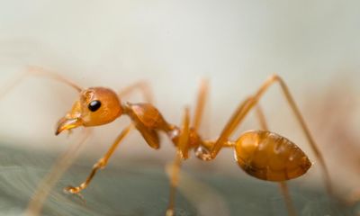 Fire ants expected to march into NSW after governments delay any new action to stop spread