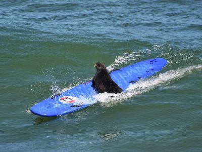 An otter in Santa Cruz is hassling surfers — and stealing their boards
