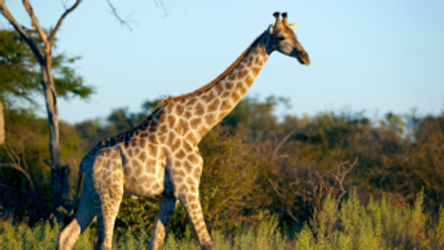 Native giraffes are once again roaming in Angola
