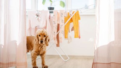 How to get pet hair out of laundry – 5 quick tips for loosening stubborn pet dander