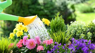 Can you water plants with distilled water? The gardening experts weigh in