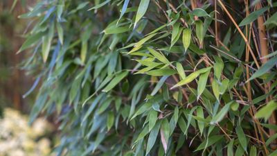 Is bamboo drought-tolerant? How to choose the best types to survive dry conditions