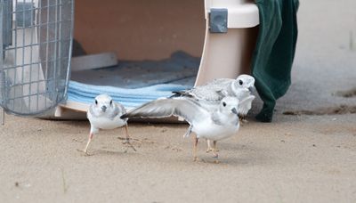 Trio of piping plover chicks released at Montrose Beach