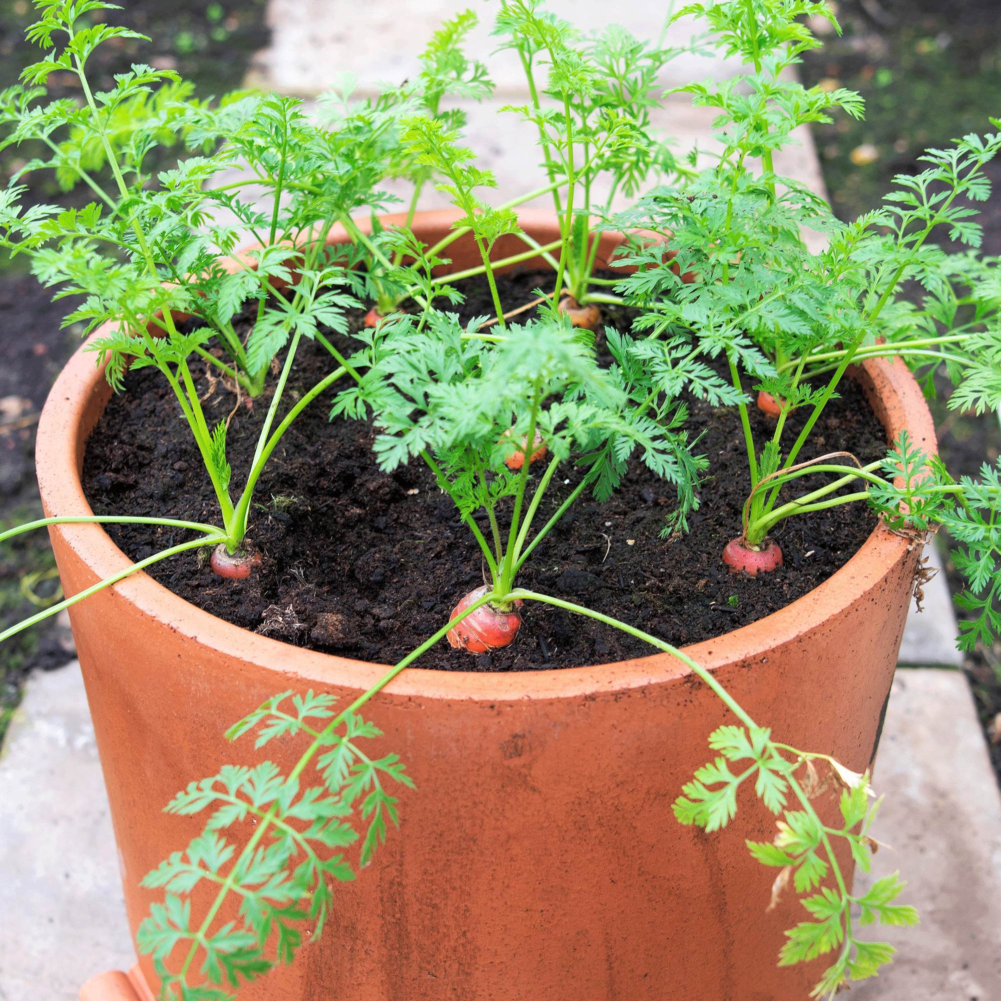 How to grow carrots in containers – yes, you can grow them on a patio and balcony