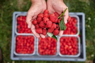 ‘Bumper’ raspberry season arrives after June heat delayed ripening