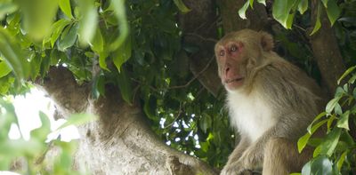 Male rhesus macaques often have sex with each other – a trait they have inherited in part from their parents