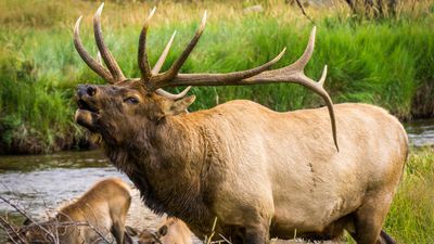 "He came after me" – angry bull elk charges reckless tourists at Grand Canyon