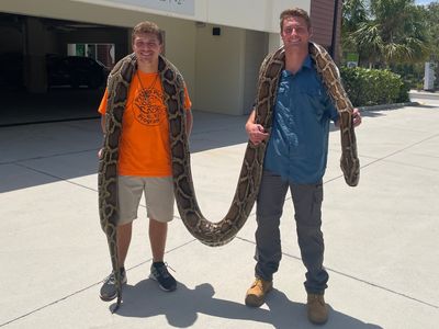 A record-breaking Burmese python — as long as a giraffe is tall — caught in Florida