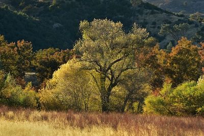 Can This Genetically Engineered Tree Help Solve Climate Change?