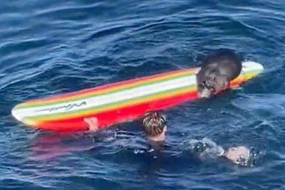 Wildlife officials search for a wayward sea otter harassing surfers, kayakers off California coast