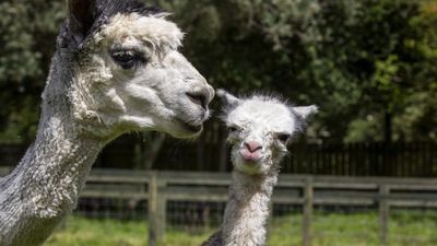 Newborn Alpaca Up And About Within An Hour Of Birth In Scotland