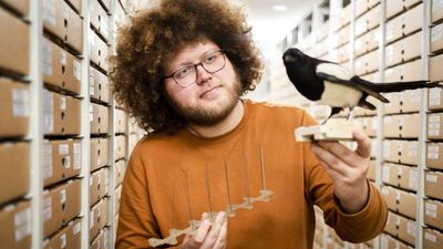 Birds Defy Convention, Build Nests Using Anti-Bird Spikes