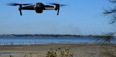 Drones are disturbing critically endangered shorebirds in Moreton Bay, creating a domino effect