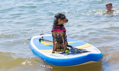 ‘There are even surfing lessons for pooches’: readers’ favourite dog-friendly places in the UK