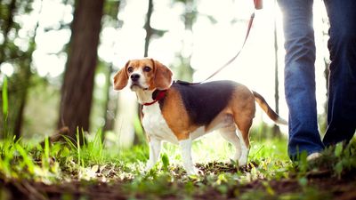 Trainer reveals the solution to improving your dog’s loose leash walking, and it all comes down to these four steps