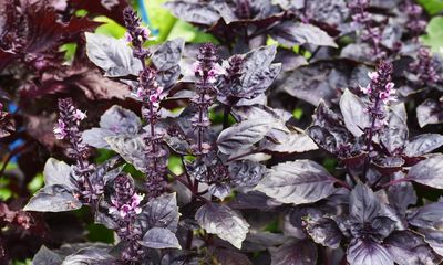 Reliable, aromatic and delicious – there’s still time to sow basil seeds
