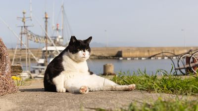 Will this grumpy fat cat win this year's Comedy Pet Photo Awards?
