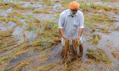 Rains Fury: Floods ruin 2.40 lakh hectares of paddy crop in Punjab