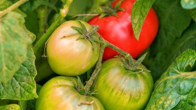 7 ways to increase the yield from your tomato plants