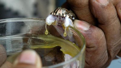 A brief history of antivenom