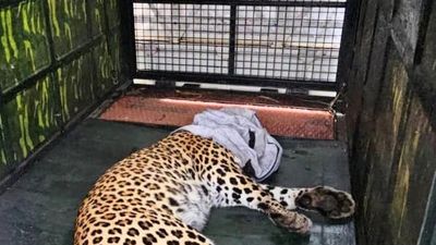 Leopard caught in snare rescued by Forest Dept officials in Chikkamagaluru