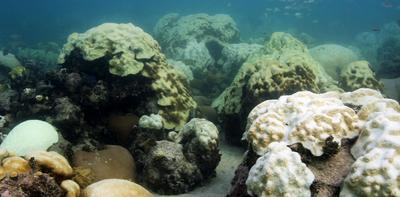 Corals are starting to bleach as global ocean temperatures hit record highs