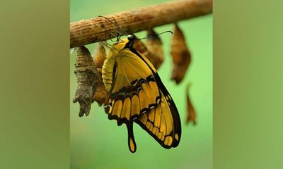 Research reveals Butterflies, moths share ancient ‘blocks’ of DNA
