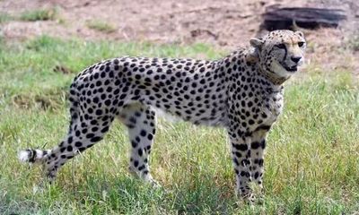 Madhya Pradesh: Another Cheetah dies at Kuno National Park, toll increases to 8