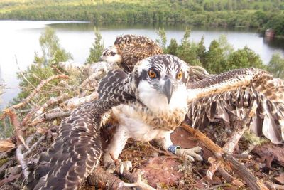 Osprey chicks take flight for the first time