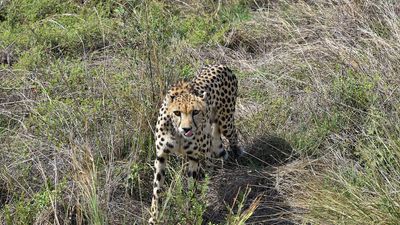 One more cheetah dies at Kuno National Park